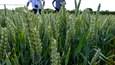 Insecticide-Free Wheat Varieties Set to be Available in UK in 2023