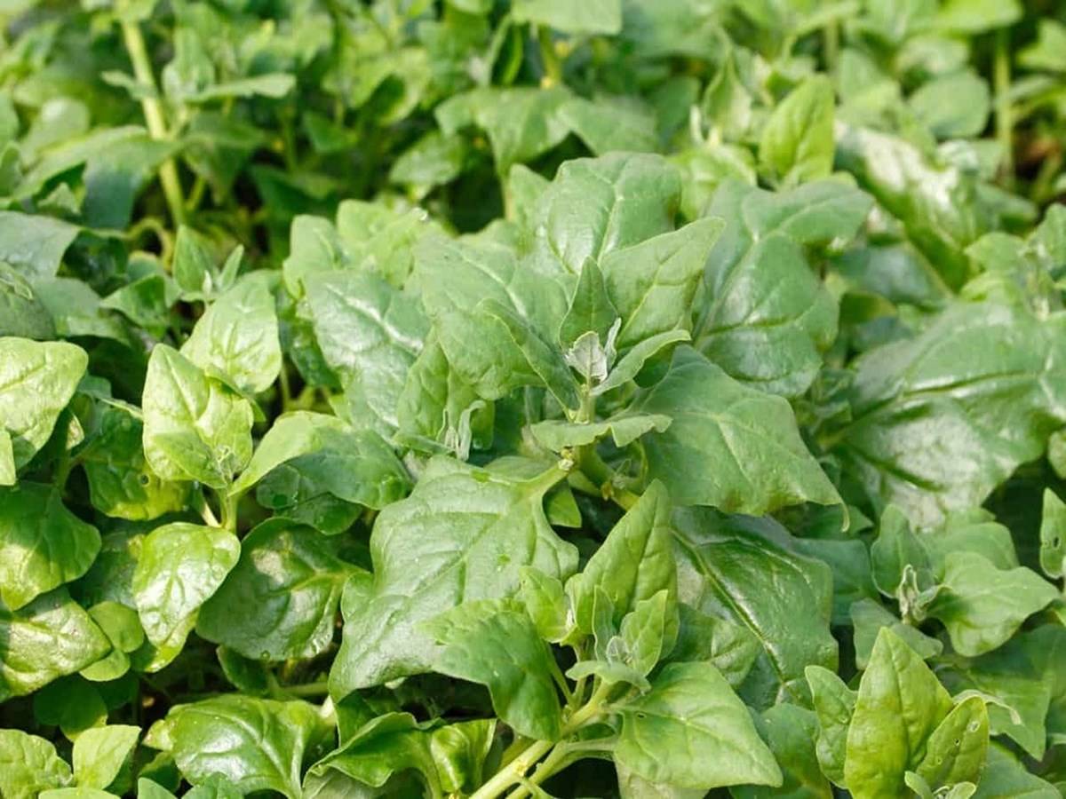 Around the year 647, spinach was transported from Persia to India and subsequently Ancient China, where it was given the new, alternate name "Persian vegetable."