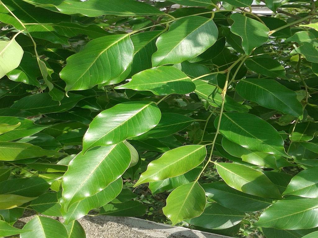 Red Sandal Leaves at Best Price in Bhopal Madhya Pradesh  MS Akansha  Herbal