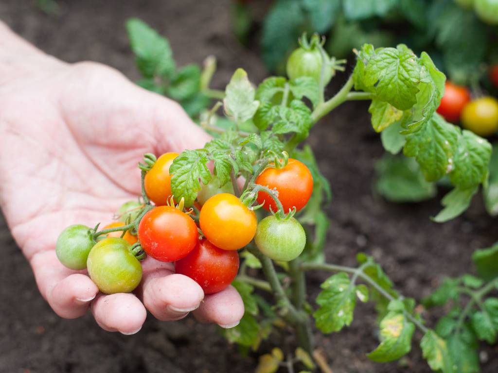 Farmers Provided Best Varieties of Vegetables & Bio-Fertilizers to ...