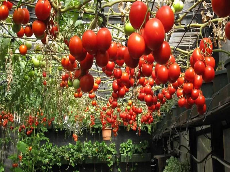 Tomato Cultivation