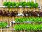 BHU Organizes Training Session for Farmers to Promote Vertical Gardening
