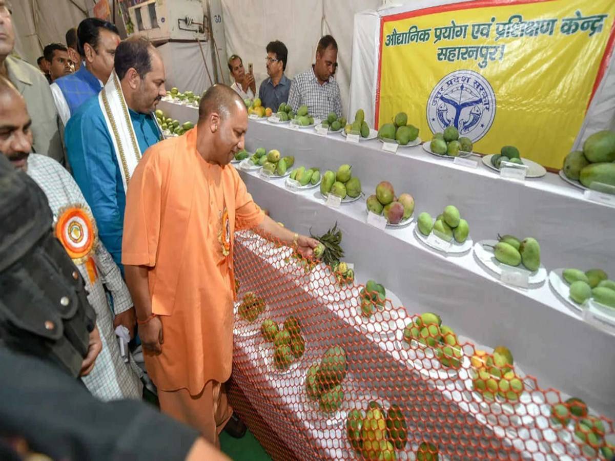 The Uttar Pradesh Mango Mahotsav, which was launched by Chief Minister Yogi Adityanath, will come to an end on July 7