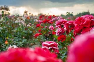 Horticulture POP Of Rose