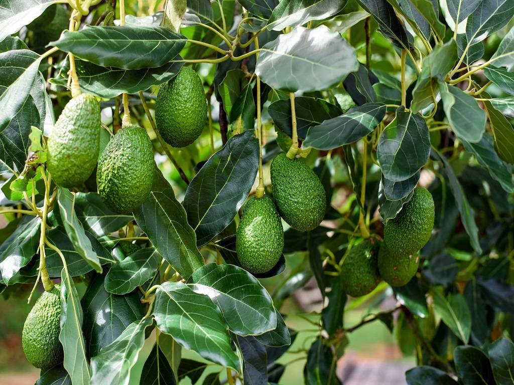 Harshit entered the agricultural industry with the goal of learning everything he could about avocado production