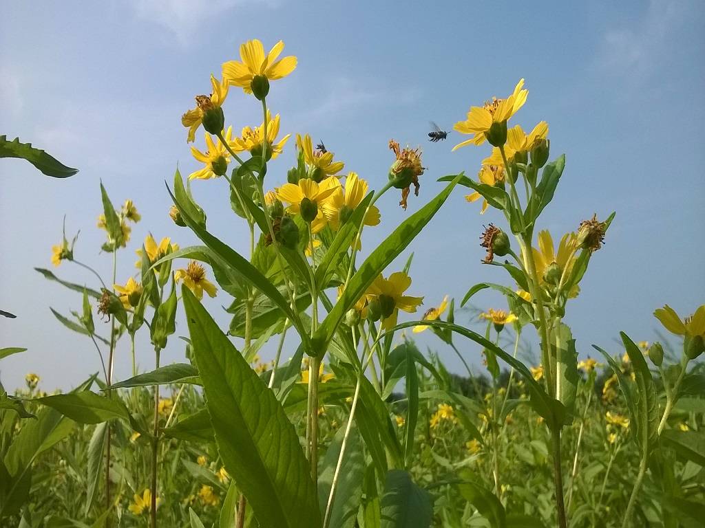 Niger could be grown in a variety of soil types