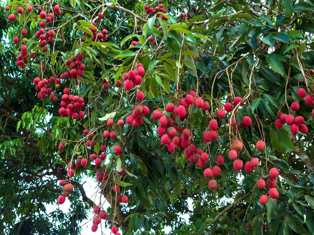 India is the world's second-largest producer of litchi.