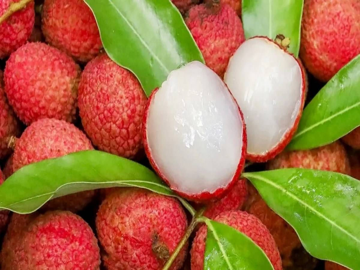 Litchi Cultivation Economic Importance Land Preparation Propagation