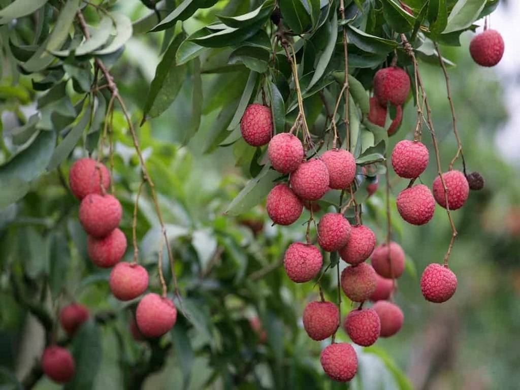 Litchi Cultivation Economic Importance Land Preparation Propagation