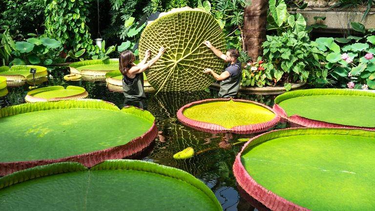 World's Largest Waterlily Species at London's Kew Gardens