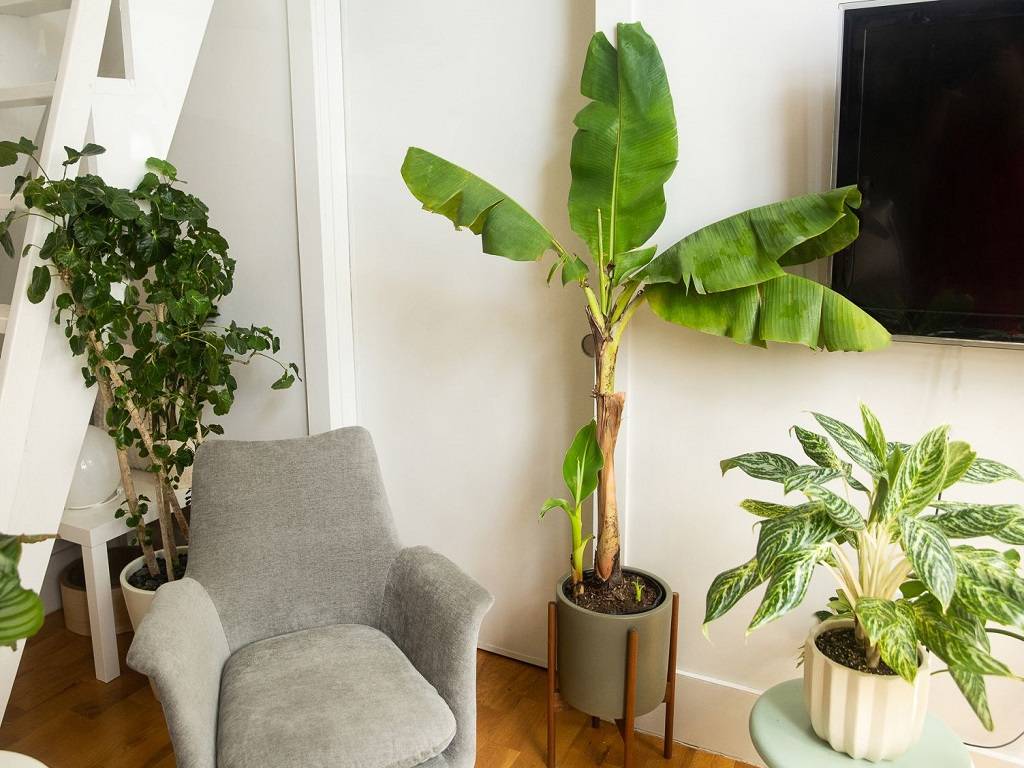 Planting a banana tree in home is considered auspiscious