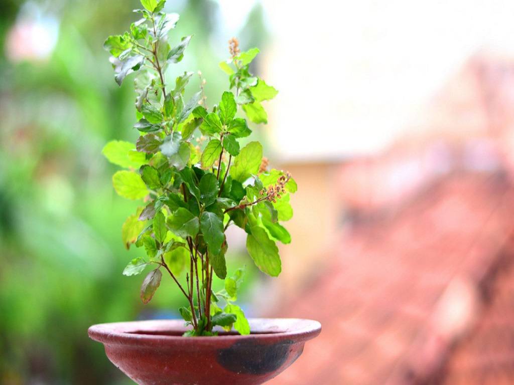 Apart from its medical benefits, the presence of tulsi plants in home, aids in stress reduction.