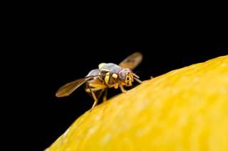 Entomology-Pest Of Fruits