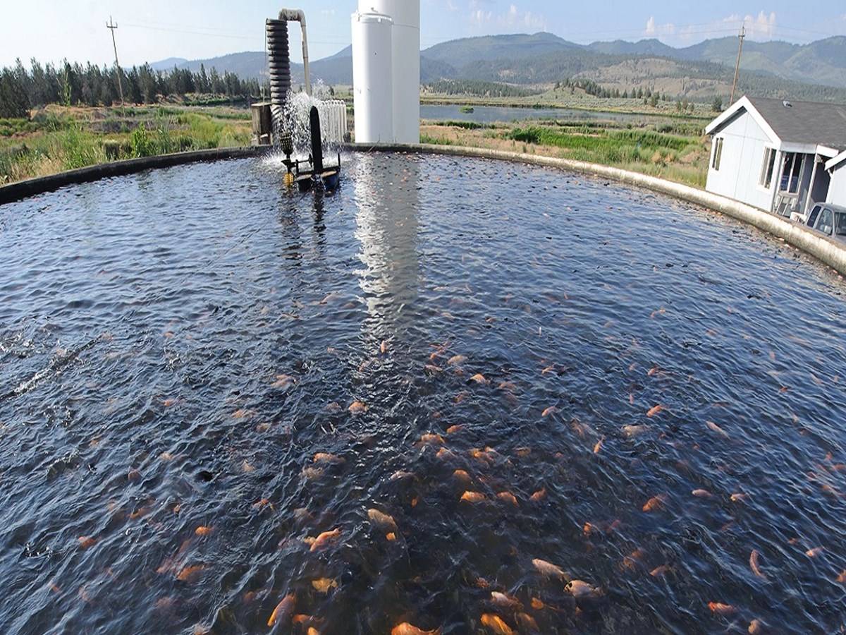 A farmer can make a lot of profit by starting a fish farm.