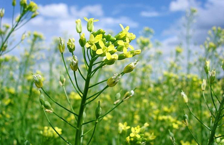 Camelina Field