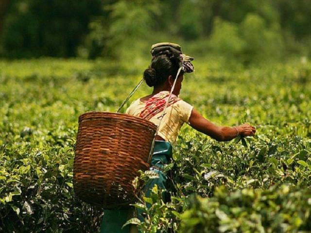 Tea Garden Worker