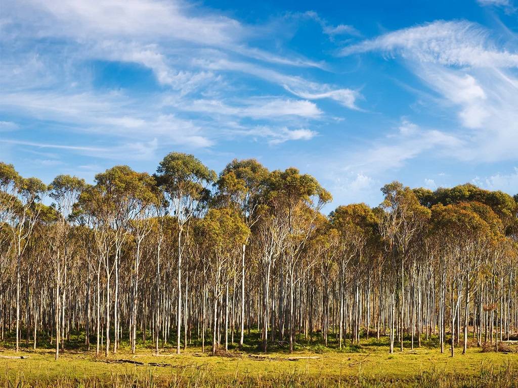 Eucalyptus can be cultivated in a wide range of climates.