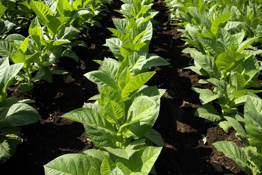 The Tobacco Board, a Central Government agency that regulates tobacco production in the country, set the crop size for Andhra Pradesh at 130 mkg last year.
