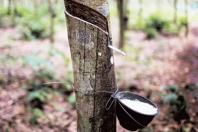 Extraction of Latex from Rubber Tree