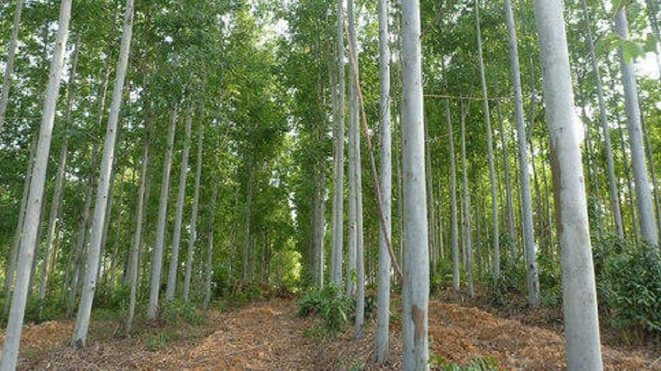 Eucalyptus Trees