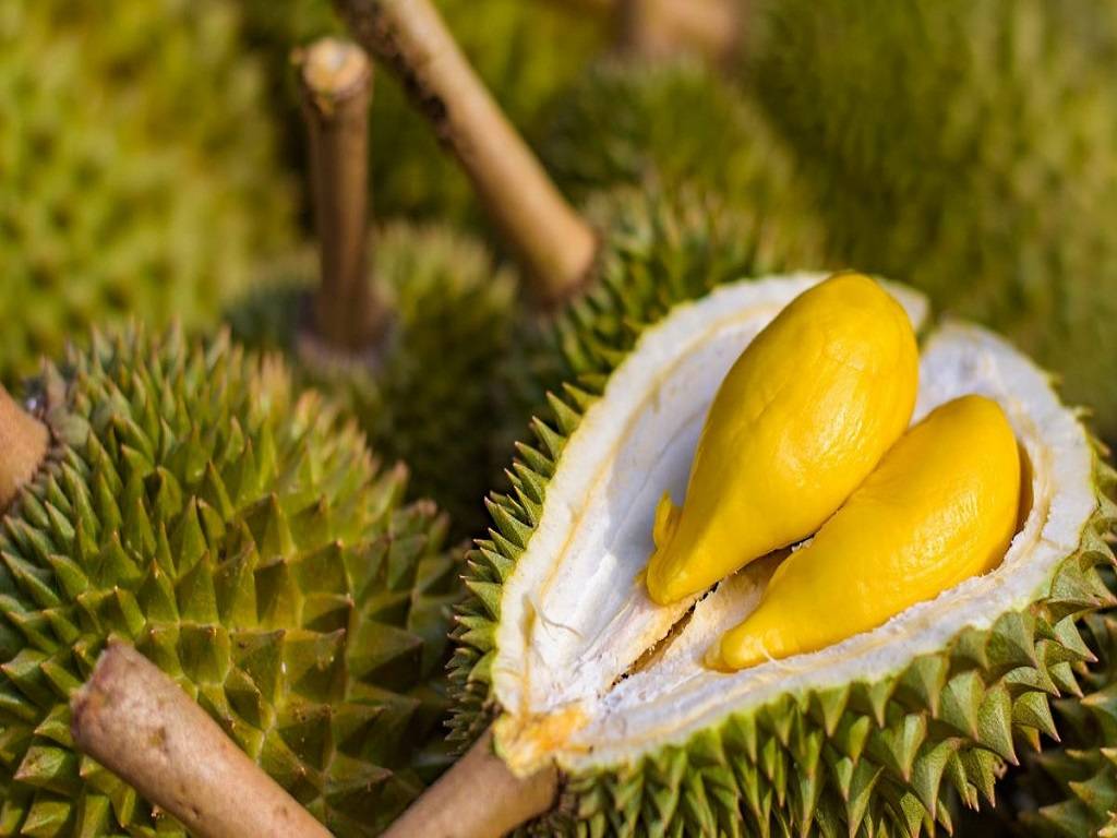 The pulp of the durian is an excellent source of many elements necessary for human nutrition.
