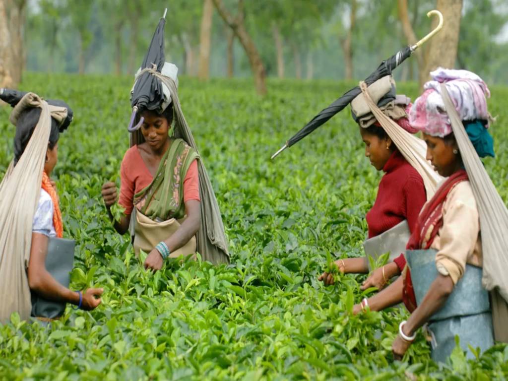 Tea Garden Workers