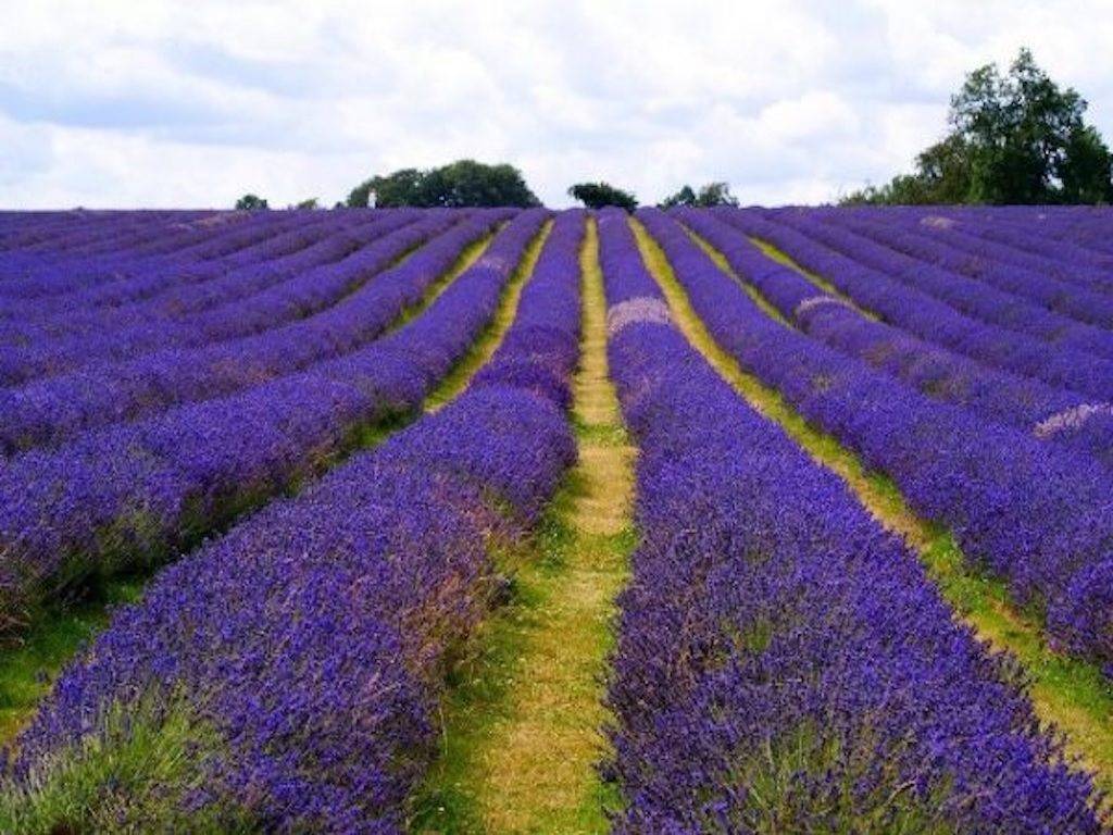 Lavender