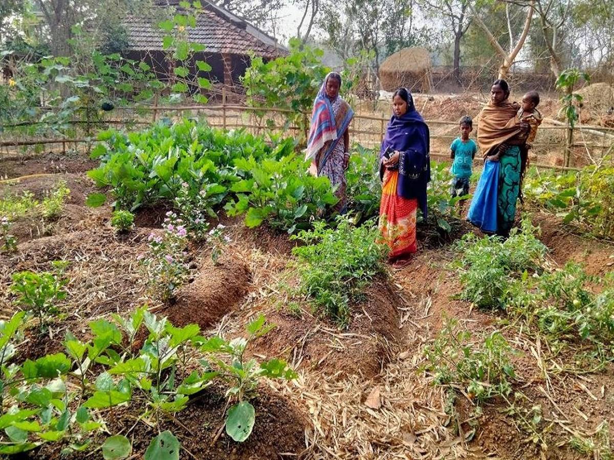 To support every rural poor household to have Agri Nutri Garden to fulfill the need of the family’s nutrition and any excess production can also be sold for income generation.