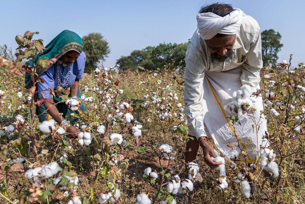 Cotton Farmers