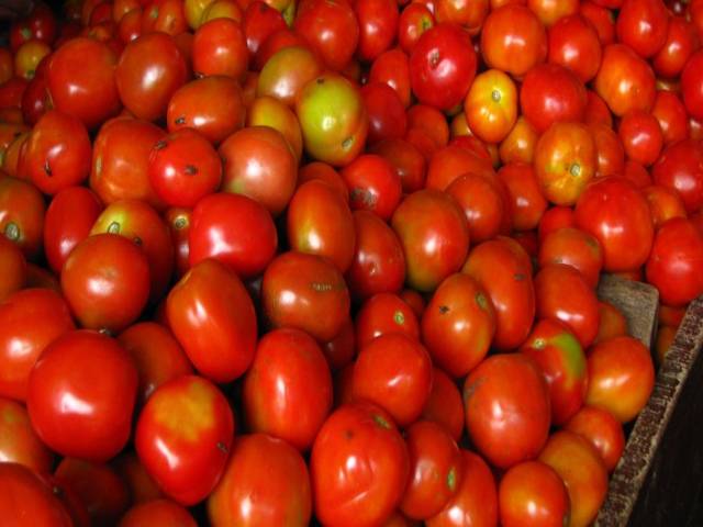 Tomato Farmers Worried As Prices Crash Drastically