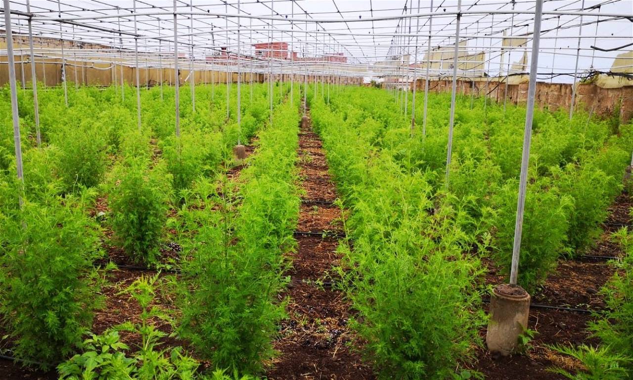 'Artemisia Annua' Cultivation