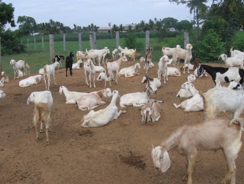 Goat farm