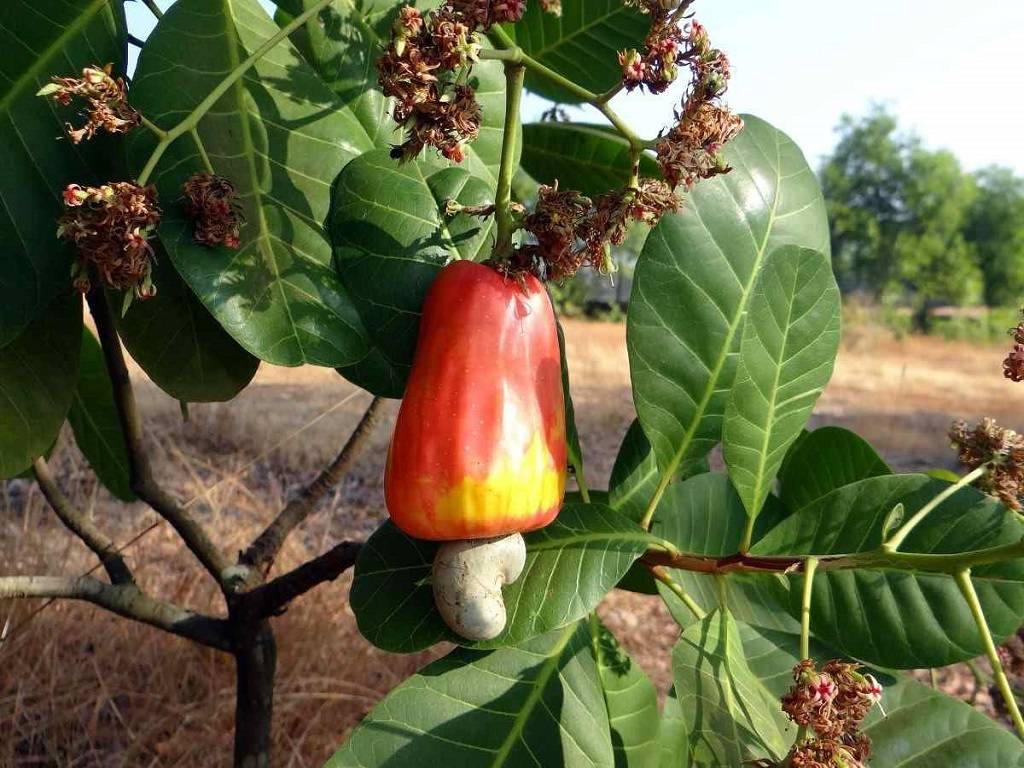 Cashews require a minimum temperature between 16 and 18 degrees Celsius and a maximum temperature of 26 to 28 degrees Celsius.