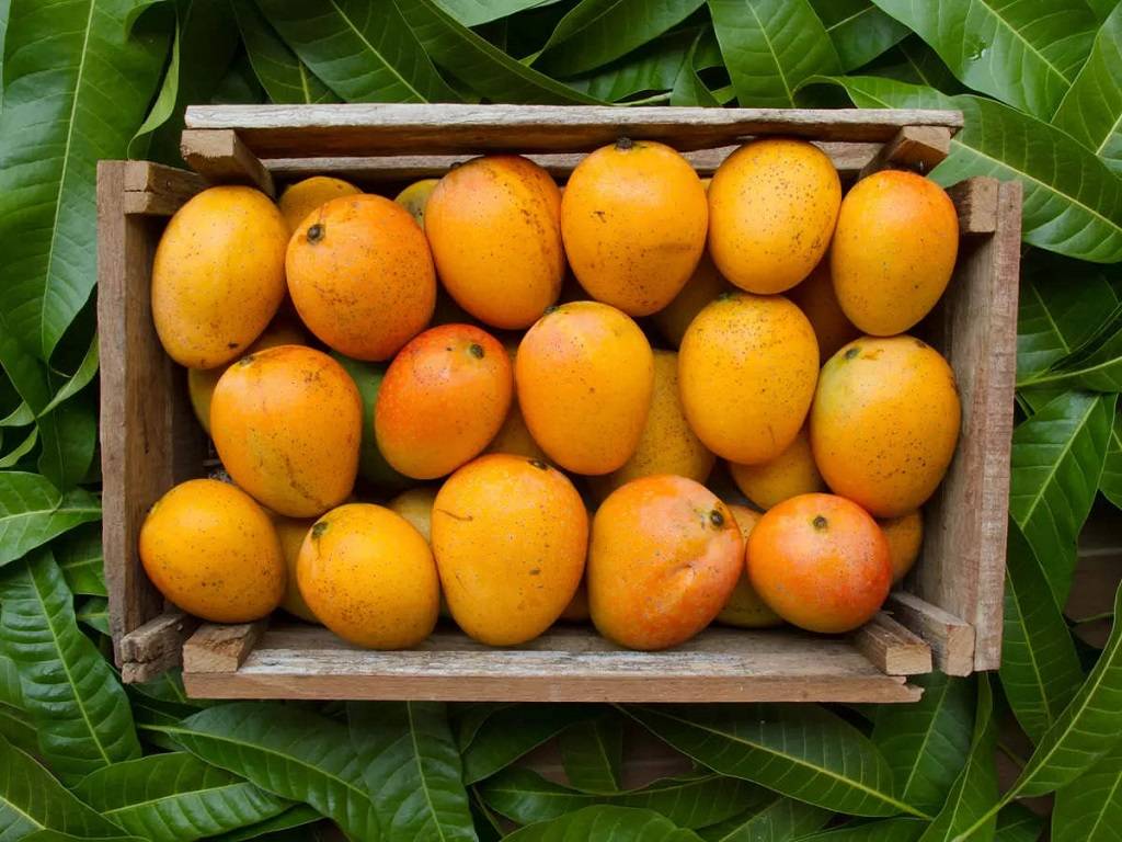 Mango is a juicy fruit that can be consumed when ripe and is also used as green in pickles. It is India's national fruit.