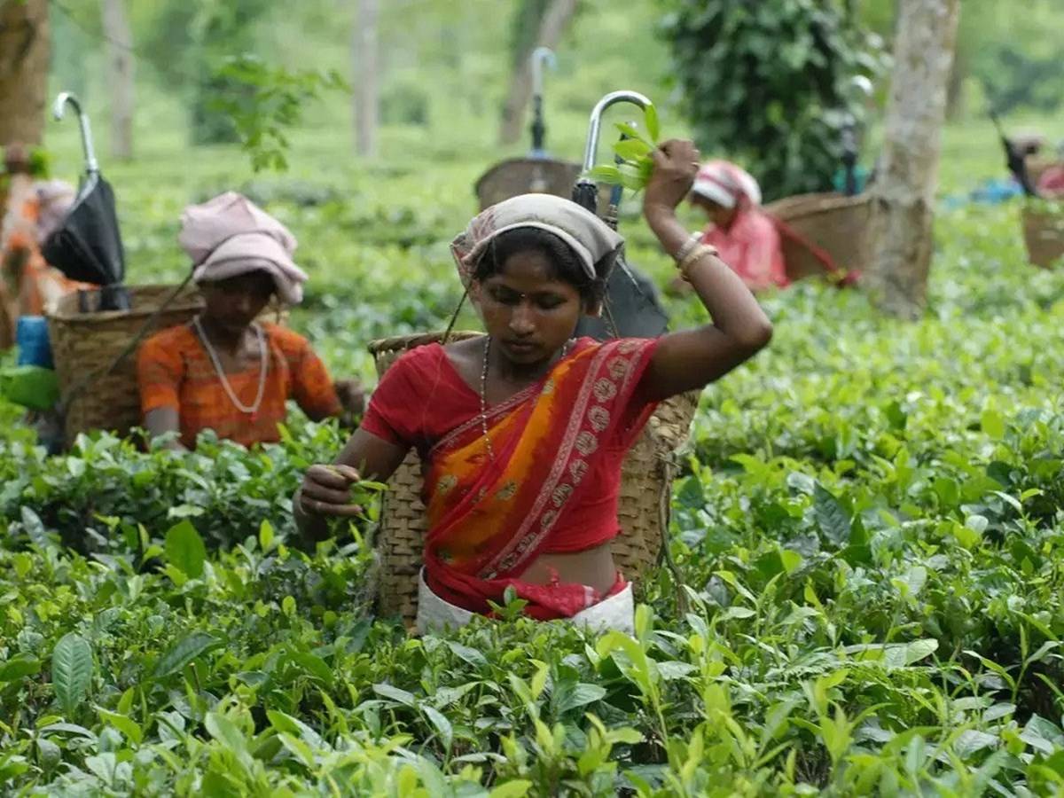 The majority of these two states' tea belts, which together produce around 81 percent of all Indian teas.