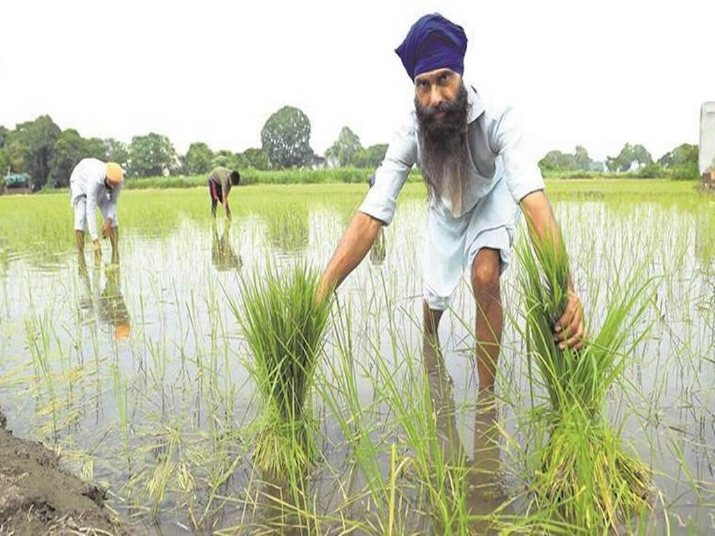 The government will host a meeting next week to discuss whether to prohibit nine pesticides used on basmati rice