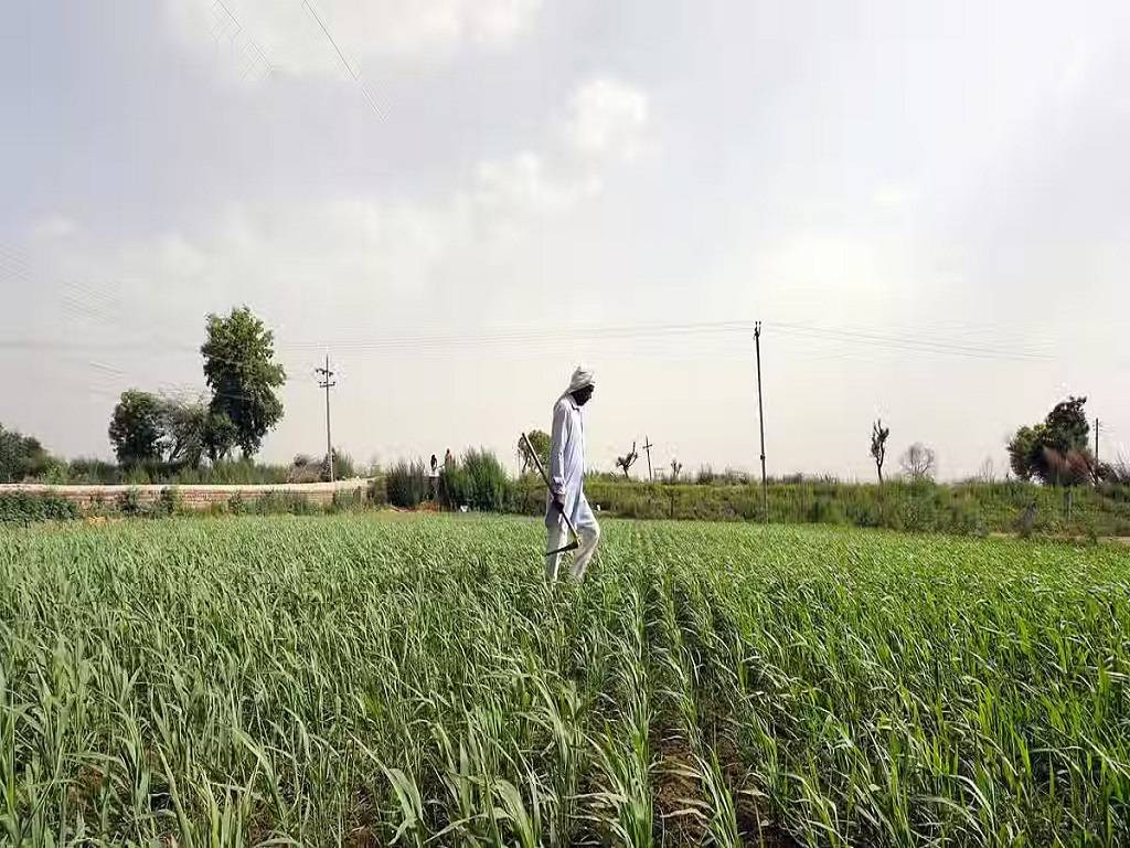 Of the total accounts eligible for farm loan waiver, the majority of the accounts were in standard category.