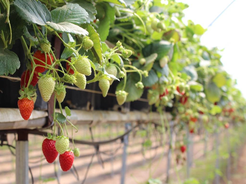 Considering that strawberry is a perishable product, the foundation scouted for a more tolerable variety that lasts long