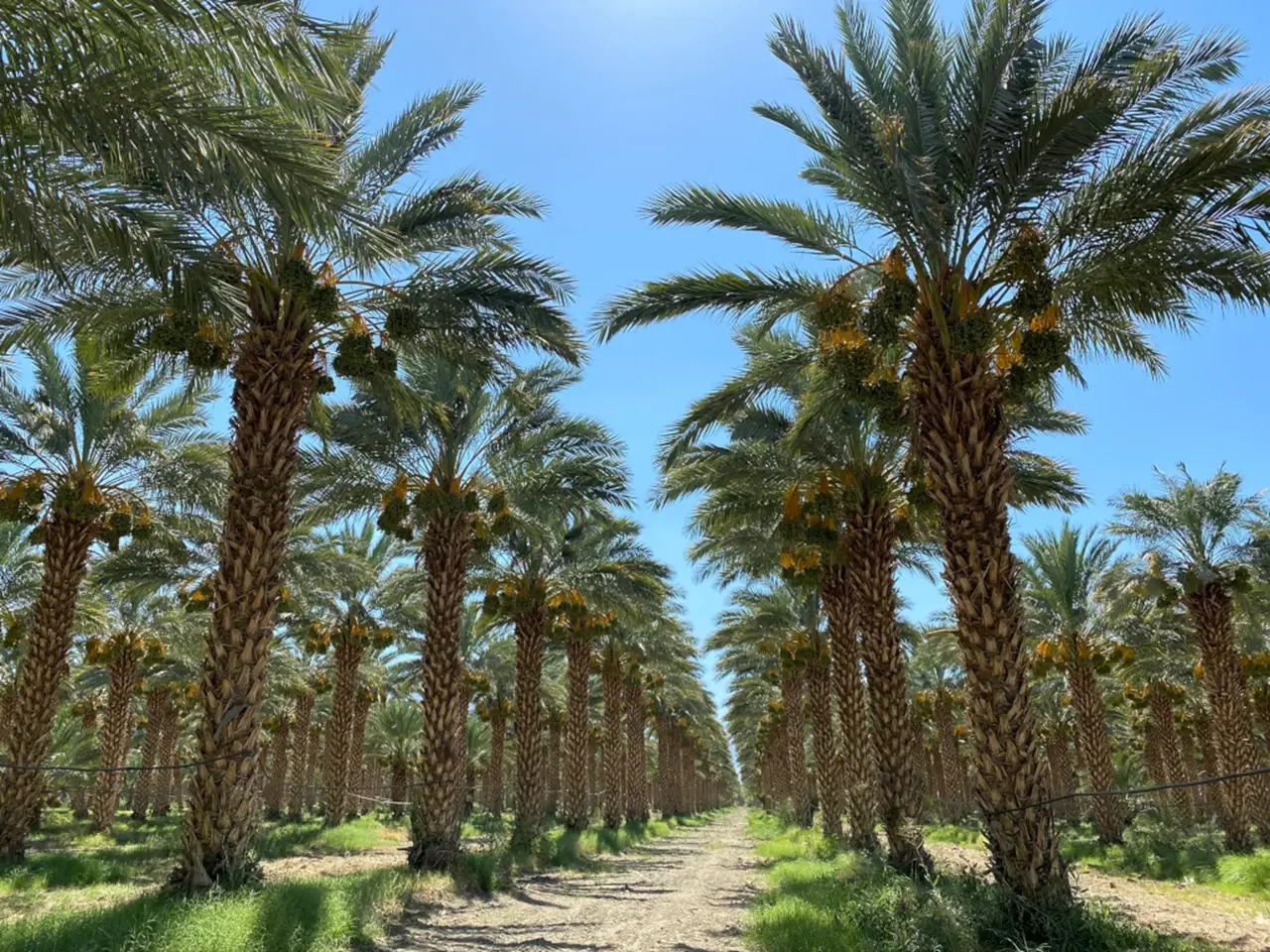 Date Palm Farming