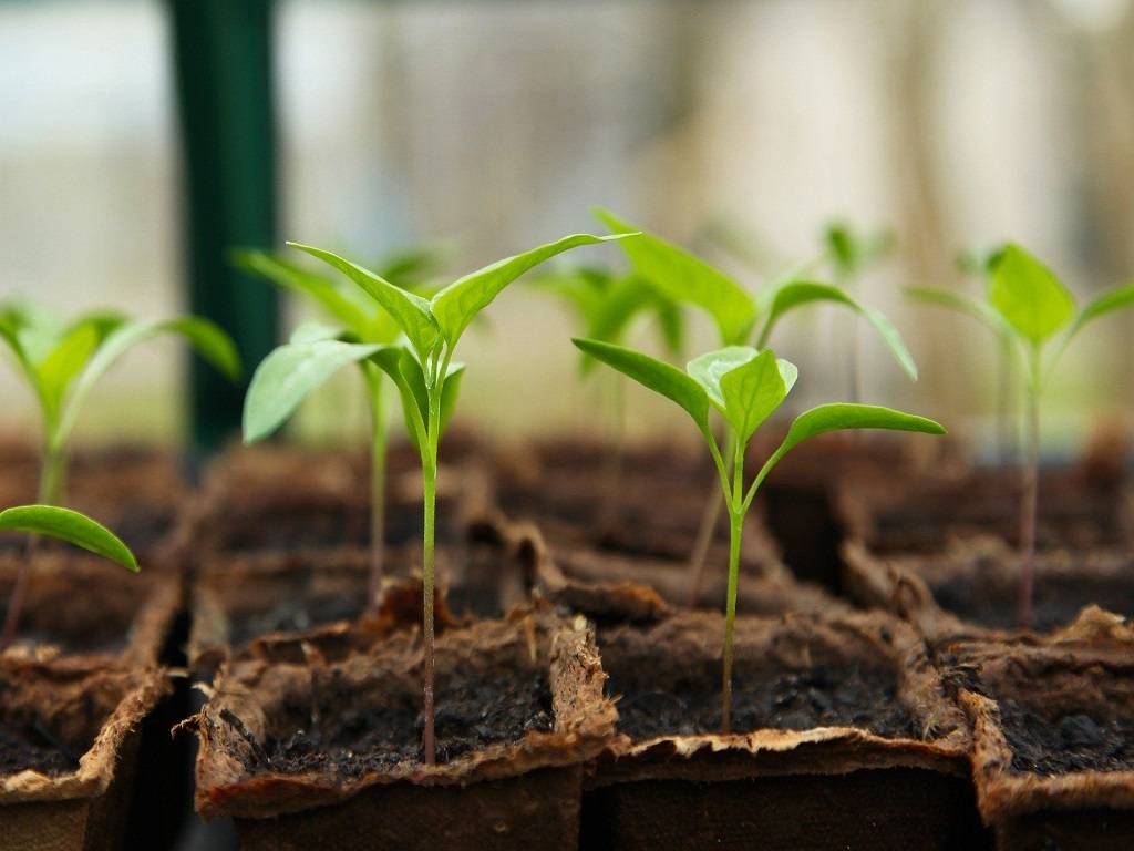 Several studies have shown that the use of nano-fertilizers significantly increases crop yield.