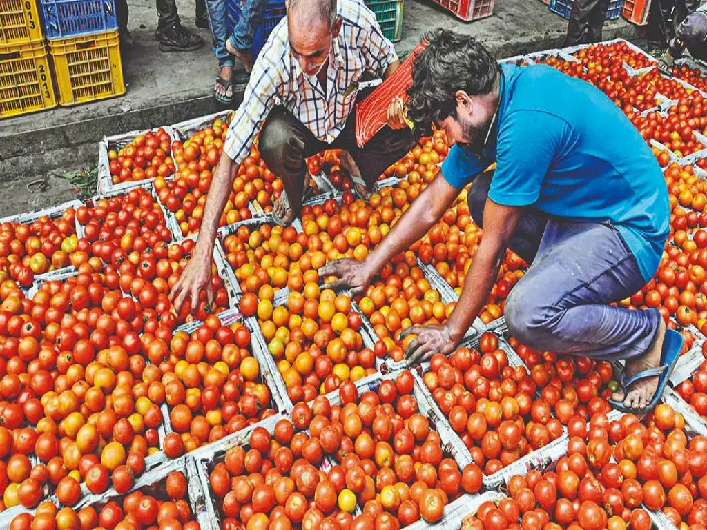 In Dharmapuri, tomato cultivation spans 9,300 acres. Over 60 tonnes are produced annually on average in the district.