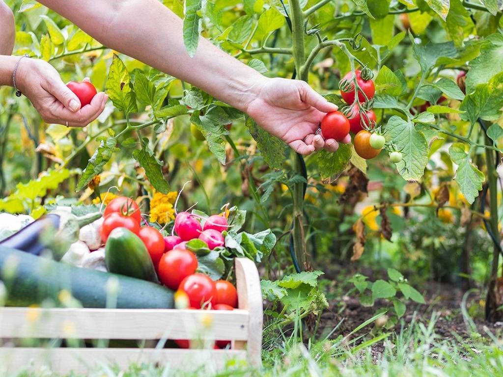 A container garden with vegetables and fruits can be the best option for you if you only have a tiny outside area, such as a balcony, shared courtyard, or small yard.