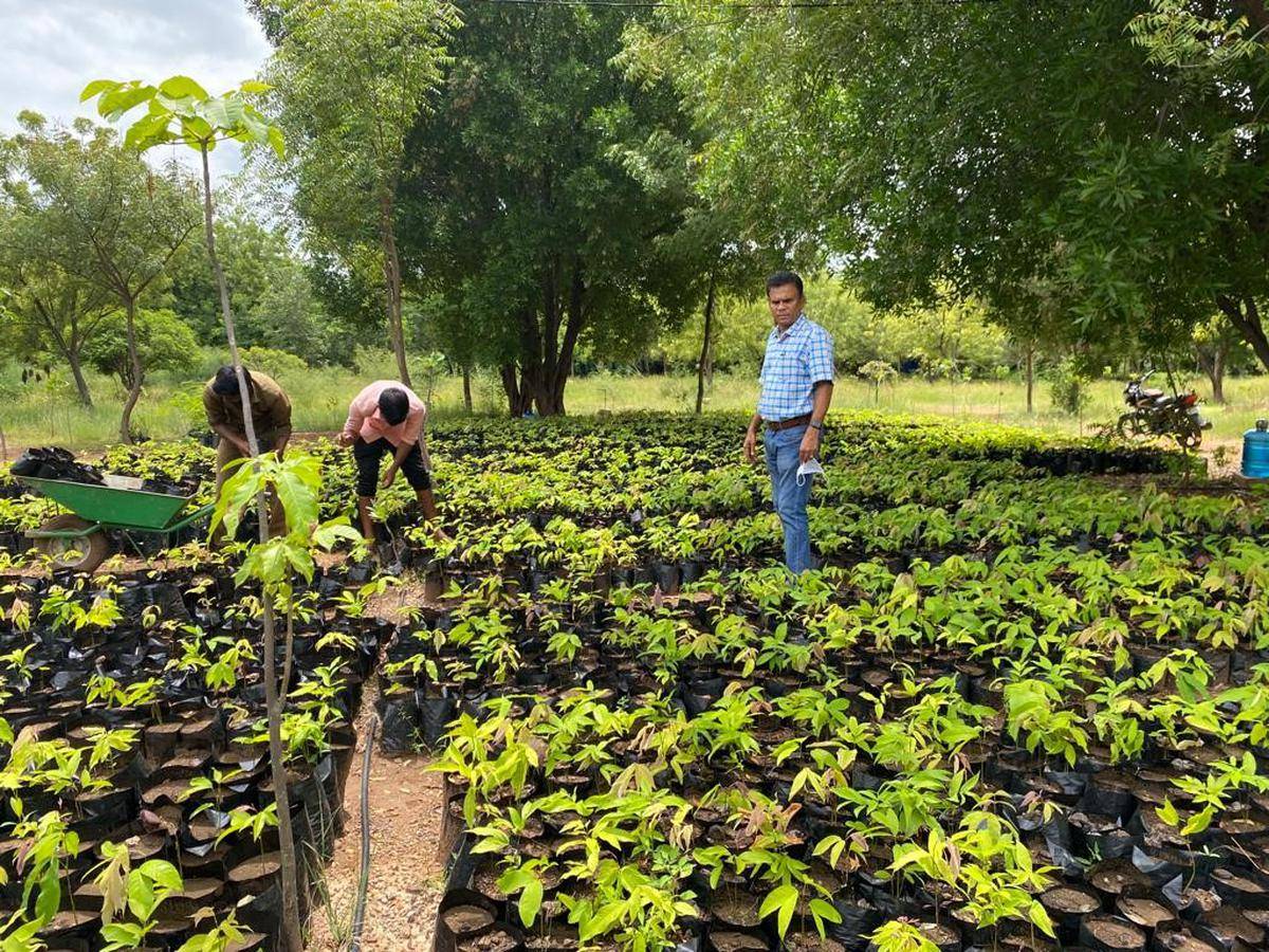 Cultivation of Medicinal Plants