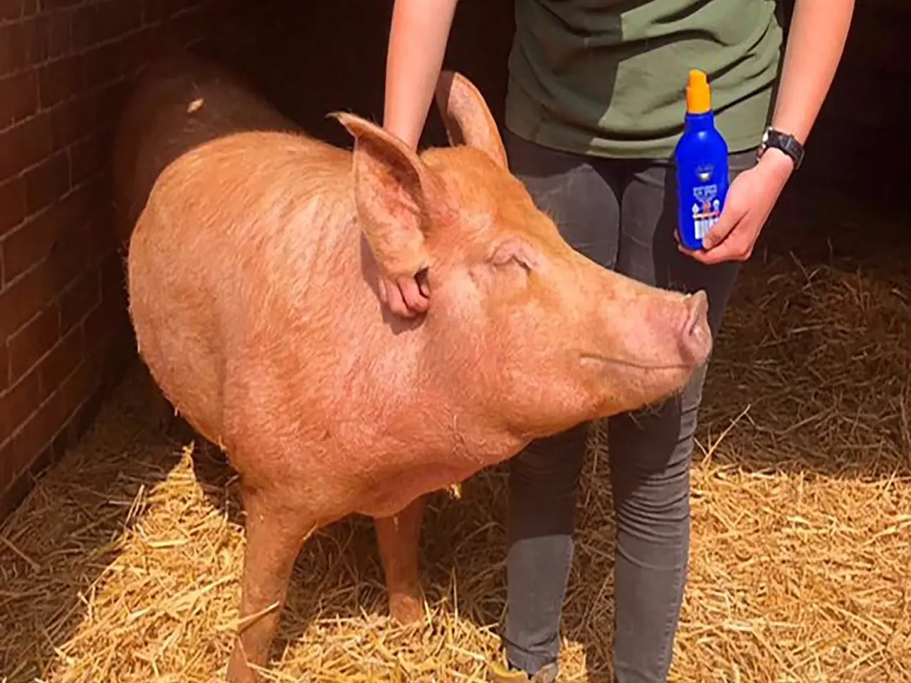 Some farmers and farm owners have shared photos of the pigs covered in sunscreen