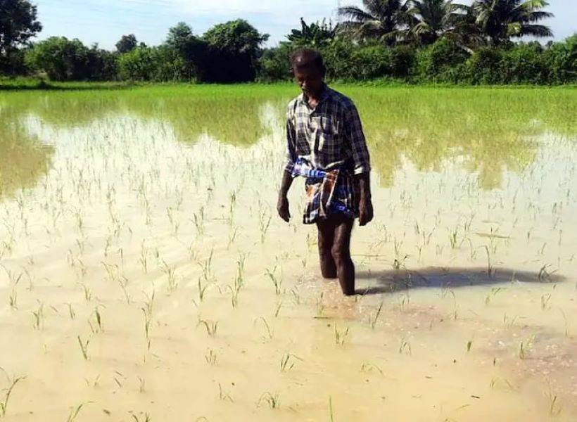 Crop damage on nearly 12 lakh acres in flood-ravaged Telangana