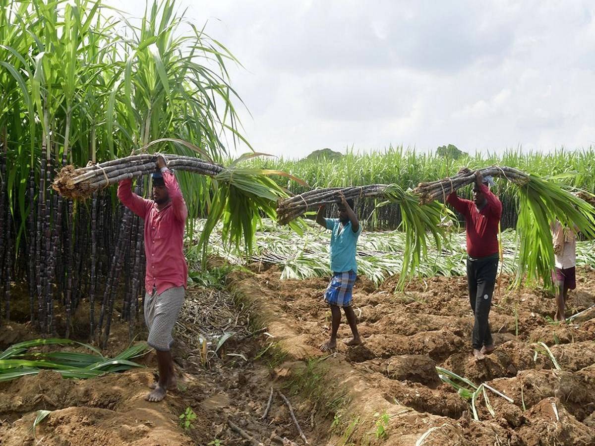 State government is determined to take a zero-tolerance stance against any exploitation of sugarcane farmers by private mill owners