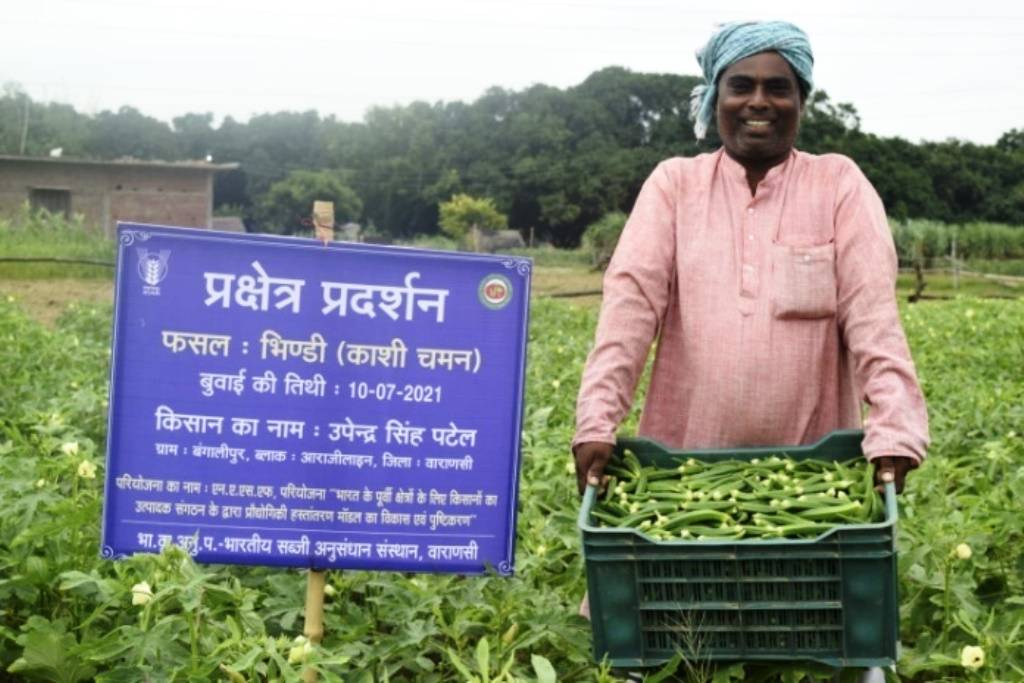 okra farmer