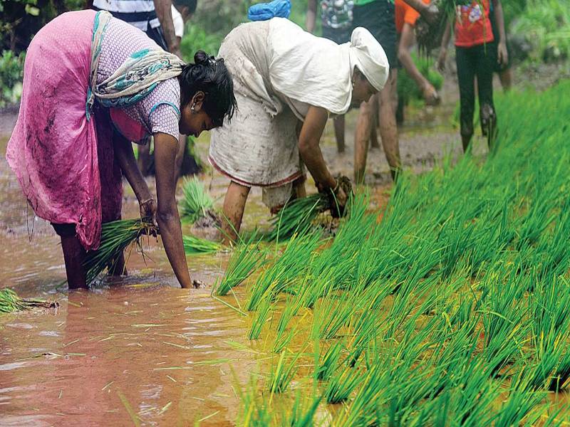 Farmers Working In The Field