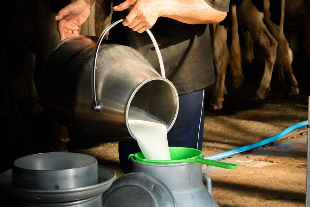 Hatsun Agro to Increase Milk Collection in Andhra Pradesh, Telangana ...