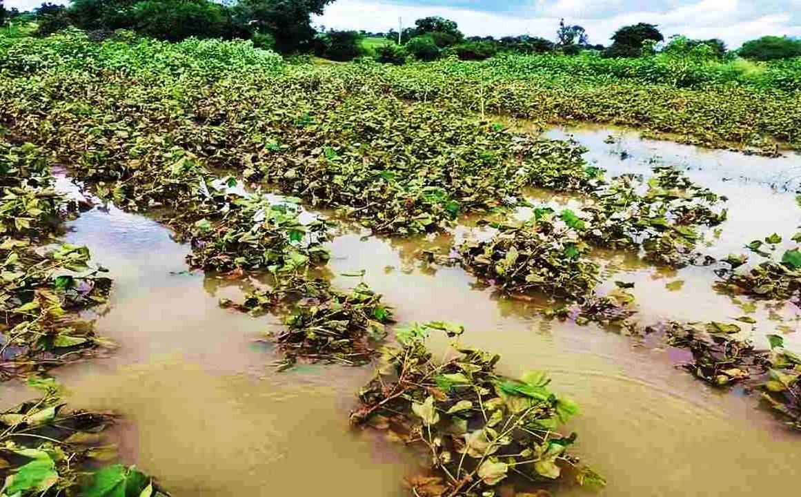 Damaged crop due to heavy rainfall in Marathwada region